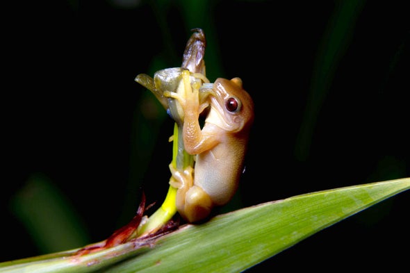 The image shows golden-brown frog with a pinkish-white belly and throat, clinging to a flower and chowing down on it. From Scientific American: The Xenohyla truncata tree frog was observed eating various plant parts and having pollen stuck to its back, pointing to a possible role in pollination. Credit: Henrique Nogueira