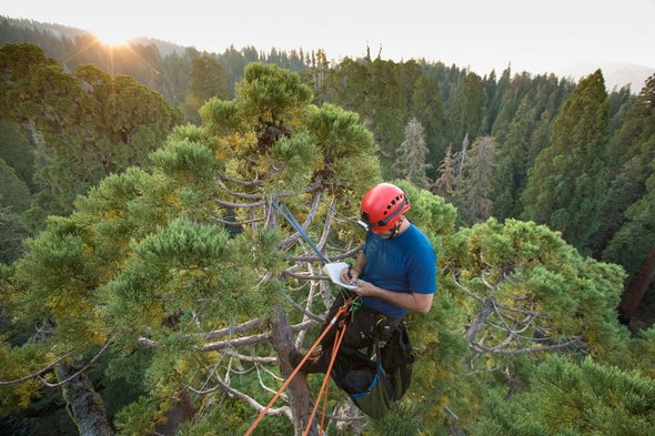 Are Giant Sequoia Trees Succumbing to Drought?
