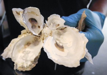 Gloved hands holding large and open empty oyster shells.