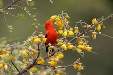 Millions of Mosquitoes Will Rain Down on Hawaii to Save an Iconic Bird