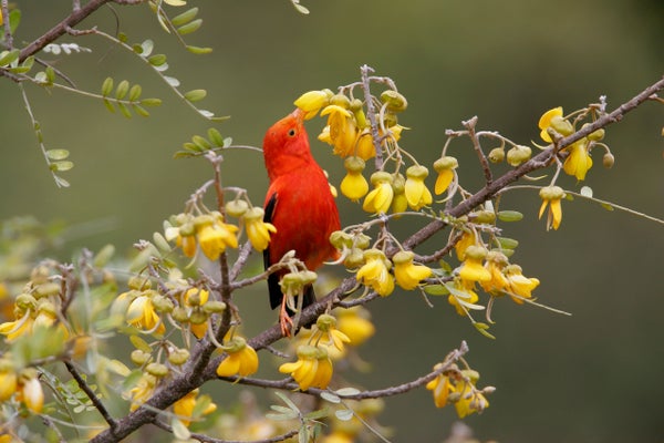 Bright red bird feeding on yellow flowers