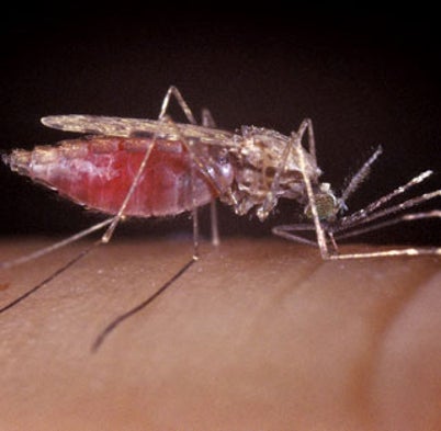 Lending a Helping Arm: Volunteers Risk Malaria to Test Vaccine