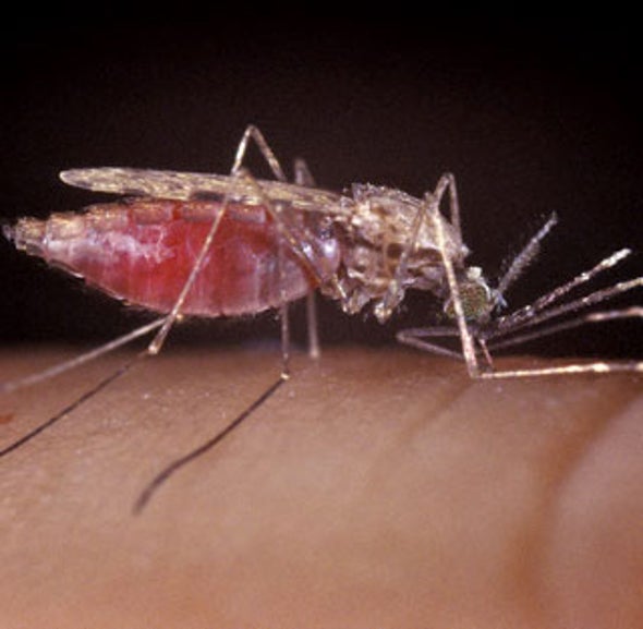 Lending a Helping Arm: Volunteers Risk Malaria to Test Vaccine
