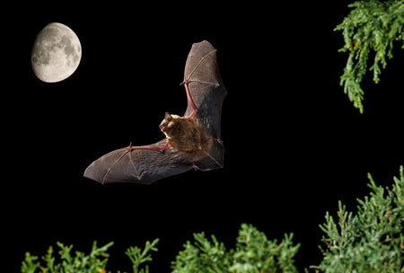 Bat flying at night with moon in background and evergreen leaves in foreground