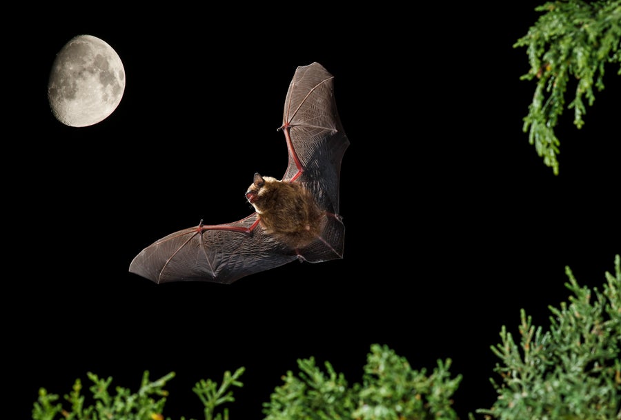 This Bat Uses Its Oversized Penis as an ‘Arm’ during Sex