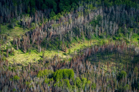 As Forests Burn, a Climate Puzzle Materializes in the Far North