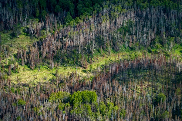 A patchwork of living and dead trees can be seen from the air.