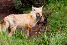 Foxes Have Dined on Our Leftovers for 30,000 Years