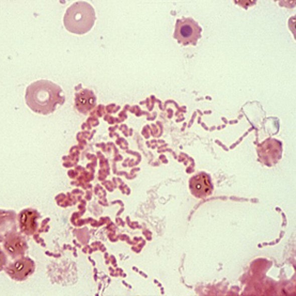 Horizontal Gene Transfer: Bacteria Transmit Genetic Code without Sex
