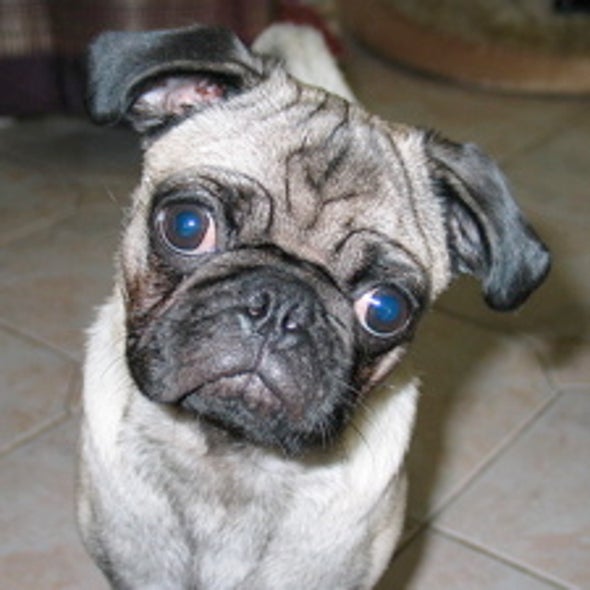 Changing Minds: Has Selective Breeding Restructured Some Dog Brains?