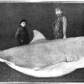 Great White Shark:
