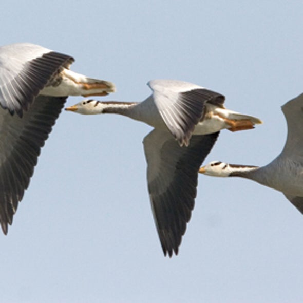 How Bar-Headed Geese Scale the Himalayas