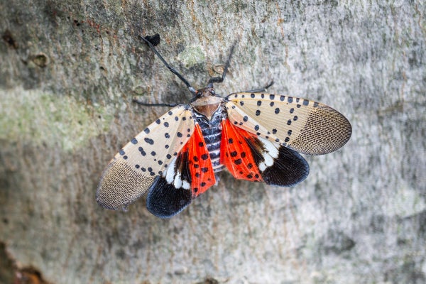 Spotted Lanternfly on maple tree
