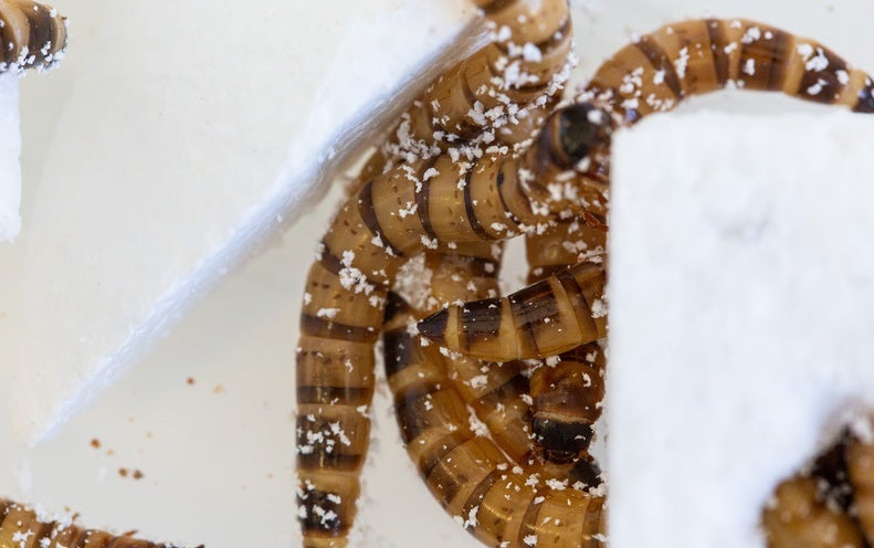 ‘Superworms’ Take in–and Survive on–Polystyrene – Scientific American