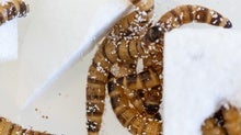 'Superworms' Eat--and Survive on--Polystyrene