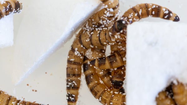 Larvae are shown eating Styrofoam.