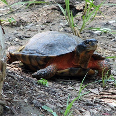 Turtle Roadway Mortality Study