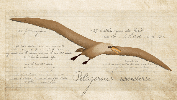 An illustration of Pelagornis sandersi, a massively large prehistoric bird