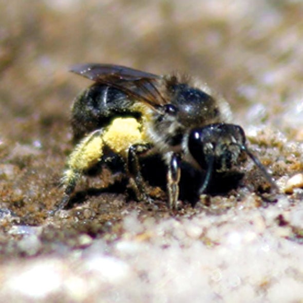 Can Bees Make Tupperware?
