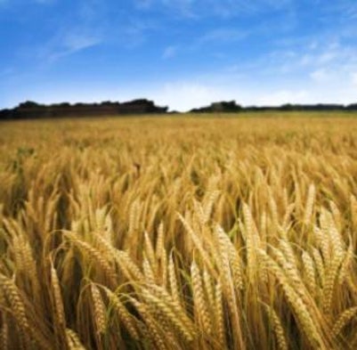Global Wheat Crop Threatened by Fungus: A Q&A with Han Joachim Braun