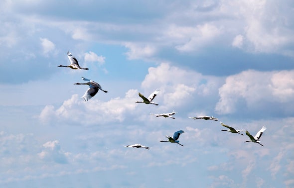 Migrating Birds Prefer Lakefront Property