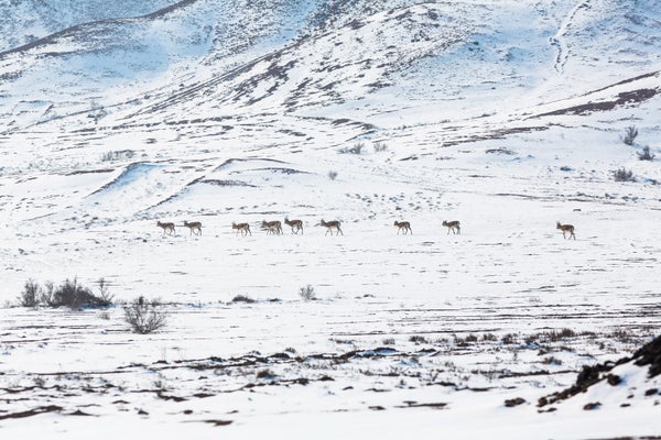 A group of Mongolian gazelles walking on snow-covered grassland.