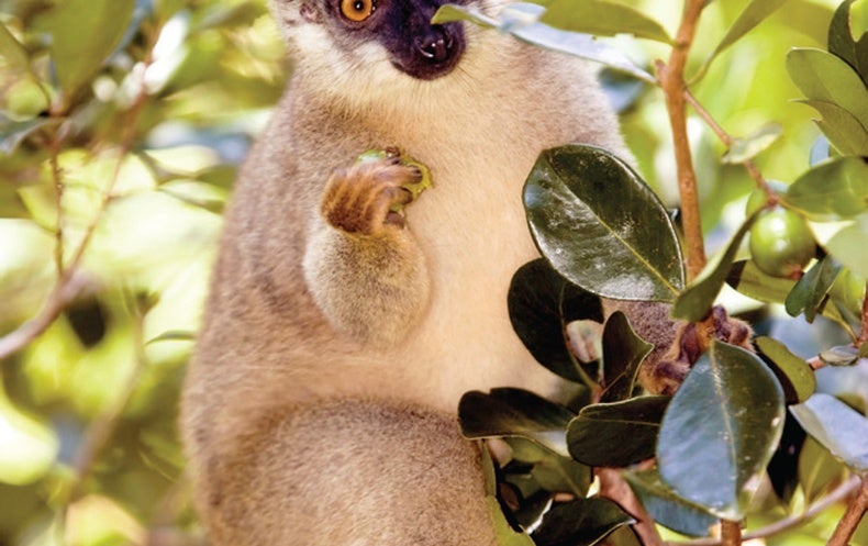 Why Lemurs Have Such Strange Diets - Scientific American
