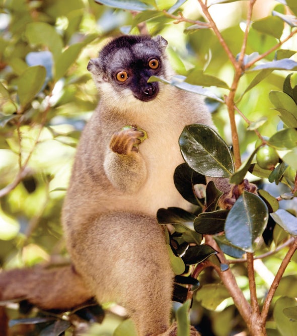 Why Lemurs Have Such Strange Diets