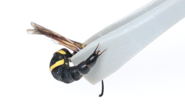 These Male Wasps Use Genital Spines to Scare Off Attackers