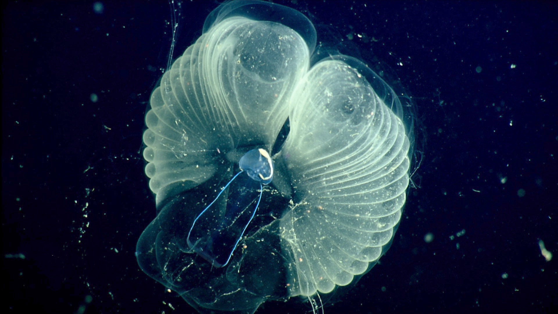 ‘Snot Palaces’ Reveal Undersea Creature Secrets