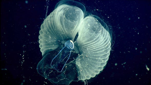 'Snot Palaces' Reveal Undersea Creature Secrets