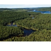 Boreal forest