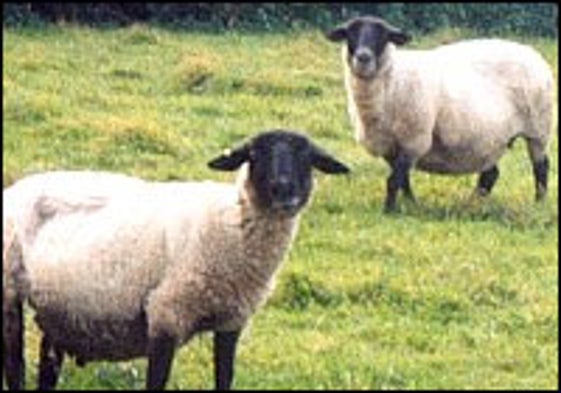 Prions Found in Muscles of Scrapie-Infected Sheep - Scientific American