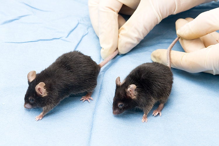 Destroying Worn-Out Cells Makes Mice Live Longer - Scientific American Destroying Worn-Out Cells Makes Mice Live Longer - Scientific American