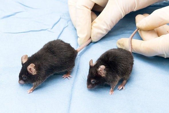 Destroying Worn-Out Cells Makes Mice Live Longer