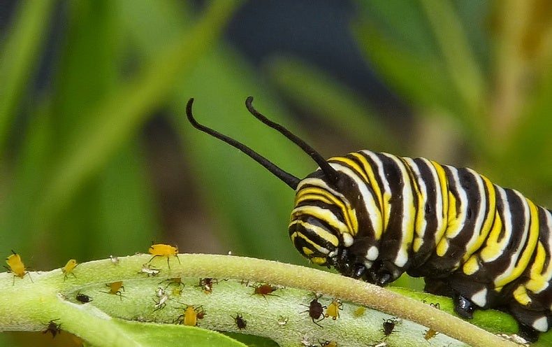 The Curious Case of the Caterpillar's Missing Microbes - Scientific