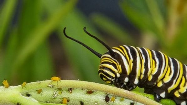 The Curious Case of the Caterpillar's Missing Microbes - Scientific ...