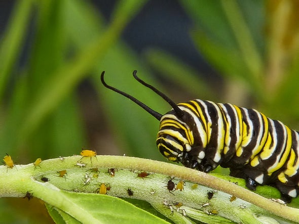 The Curious Case of the Caterpillar's Missing Microbes