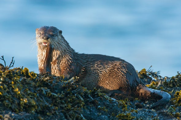 Otter Poop Helps Scientists Track Pollution at a Superfund Site -  Scientific American