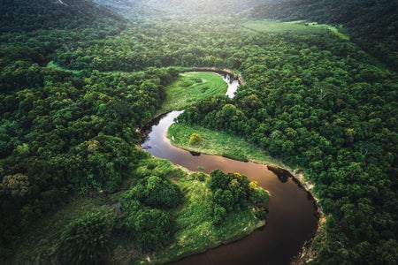 Atlantic Forest in Brazil​​​​​​​.