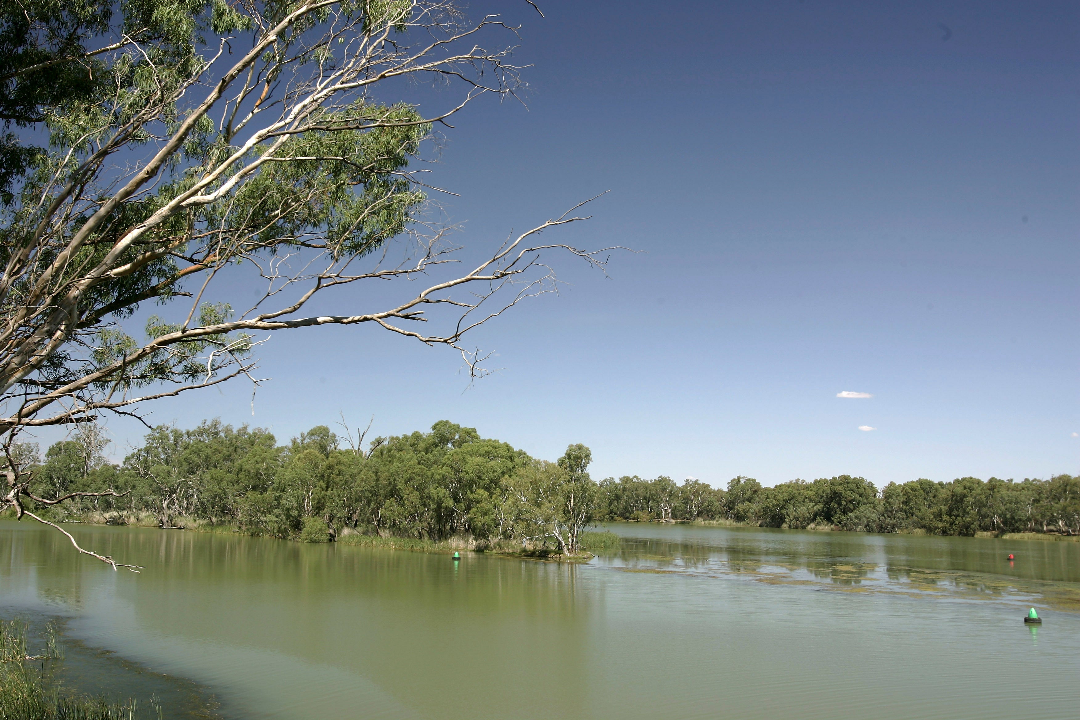 Heat Waves Are Causing Mass Fish Deaths In Australia | Scientific American