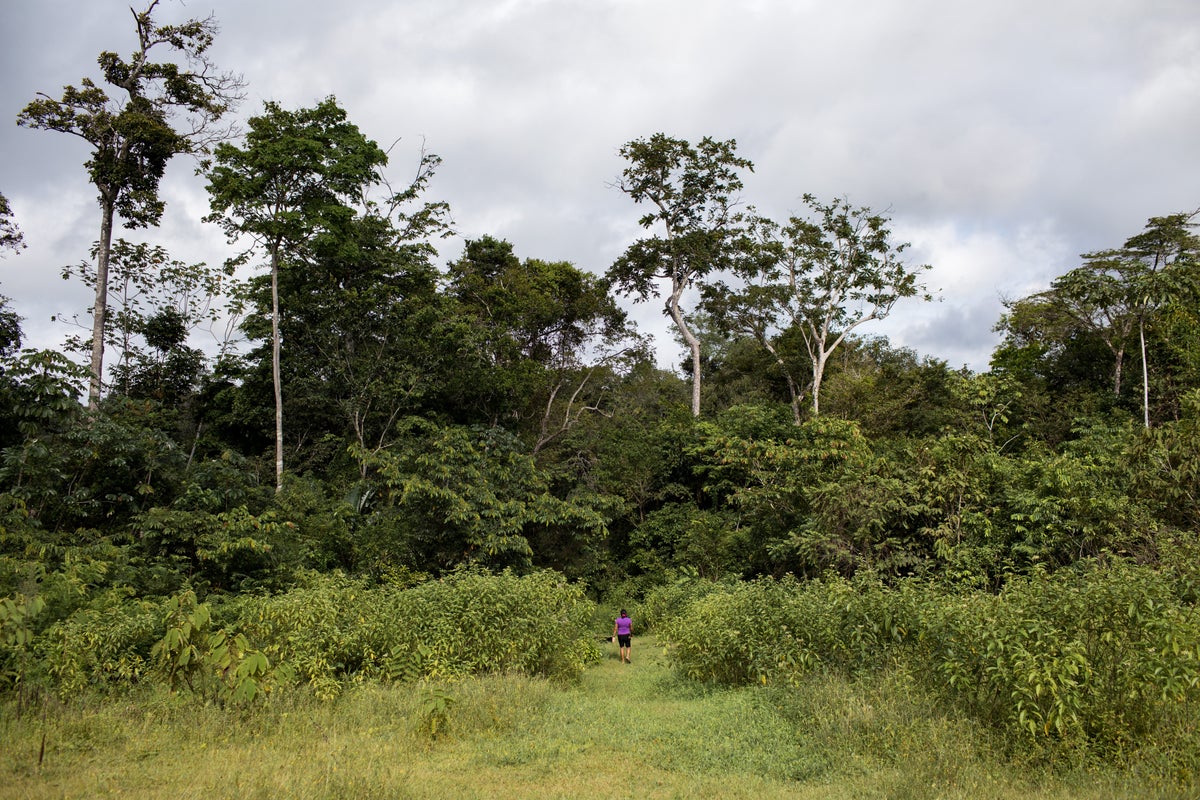 A person in a purple tshirt wallking in a forest