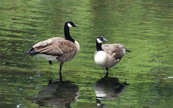 Canada Geese Taking a Winter Staycation