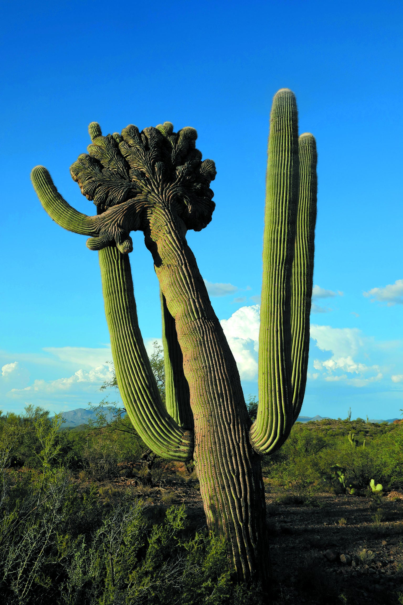 Saguaro cactus