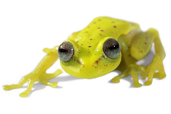 First Fluorescent Frog Found