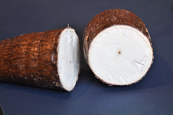 Protecting Cassava from Disease? There's an App for That