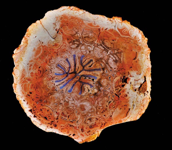 Fossilized stem cross section with water-conducting tissues highlighted in blue.