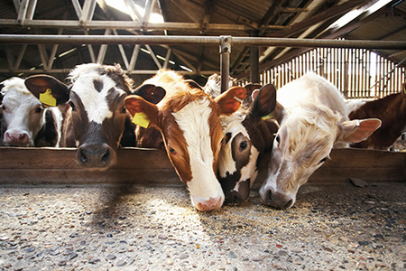 cows feeding