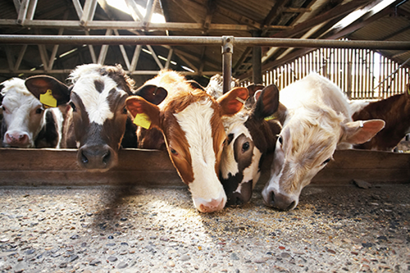 Antibiotics in Animal Feed May Endanger Kids, Doctors Warn - Scientific American Antibiotics in Animal Feed May Endanger Kids, Doctors Warn - Scientific American