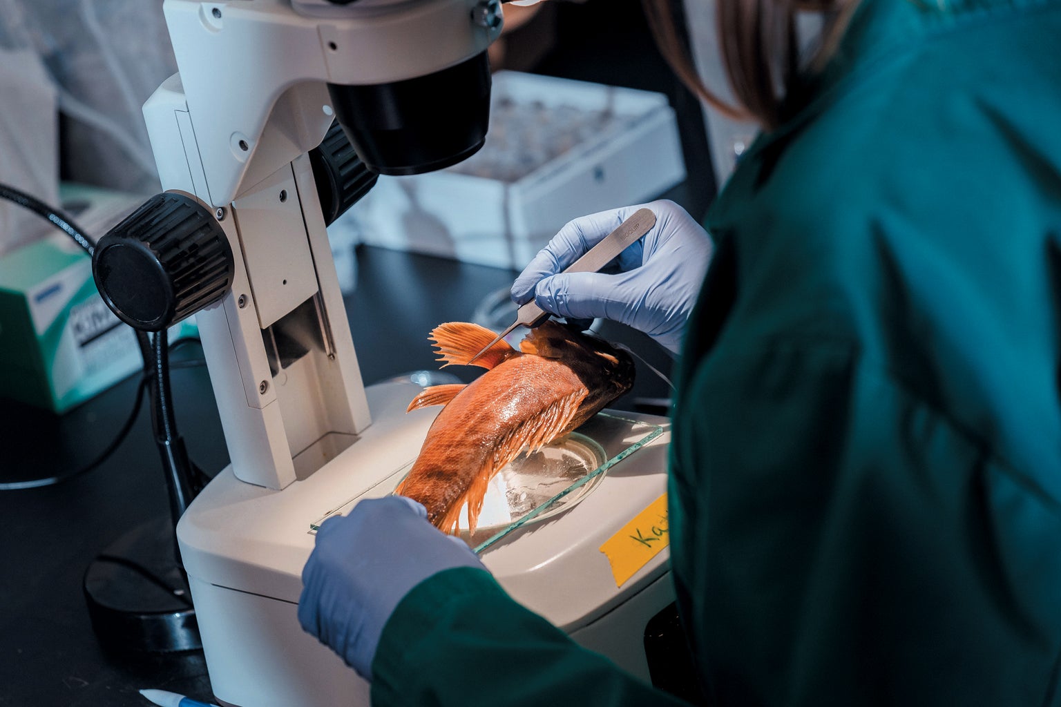 The skin of a preserved fish examined in a stereomicroscope.